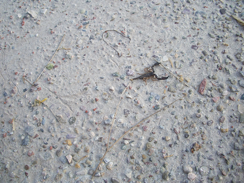 Eto on ubegaet. Ya rada, chto on vam ponravilsya. No eto ochen starenkii skorpion, jal, chto mne ne udalos sfotografirovat moego krasavchika, kotorii jil za plintusom. On bil krasuvee gorazdo i chernii.