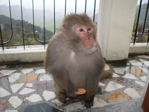 A vot odin iz moih druzei na moem balkone.