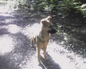 Это он!<br />Умен не по годам...