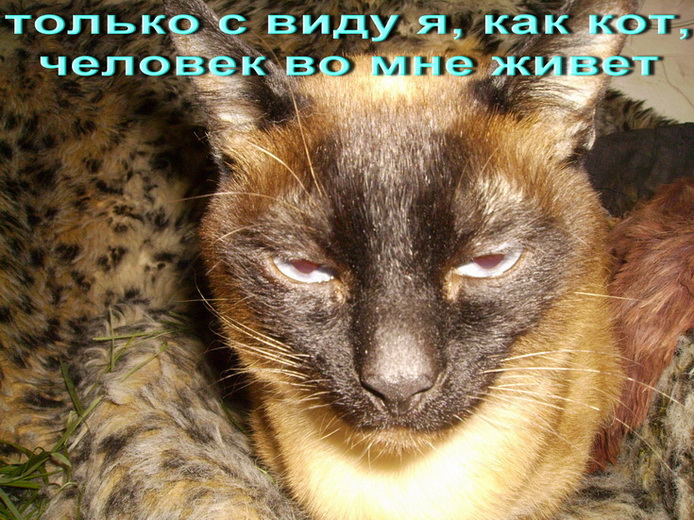 только с виду я, как кот, человек во мне живет.jpg