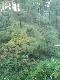 Это цветы по всему оврагу. Правда, уже солнце село, и с мобильника, поэтому всю их красоту тяжело почувствовать.