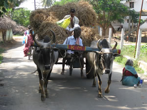 Будни Танджавура.