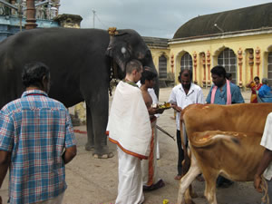 Также в этом ритуале было необходимо участие коров и слона.