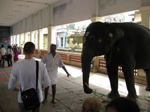 Слоник поиграл.