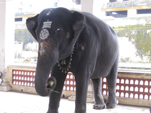 Слоник хороший.