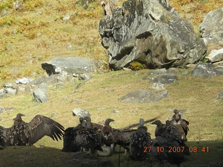 Грифы терзают очередную жертву.