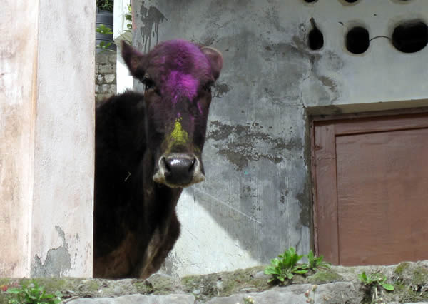 Коровка в проздник Холи