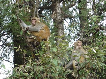 А эти два милых создания просто расслабляются в листве на улице городка -:)))))