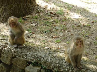 А вот на этой фотографии - вся их суть и характер -:)))))))))