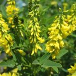 sweet clover yellow