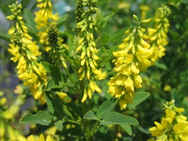 sweet clover yellow