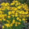 St. John’s Wort