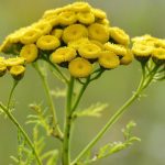 tansy