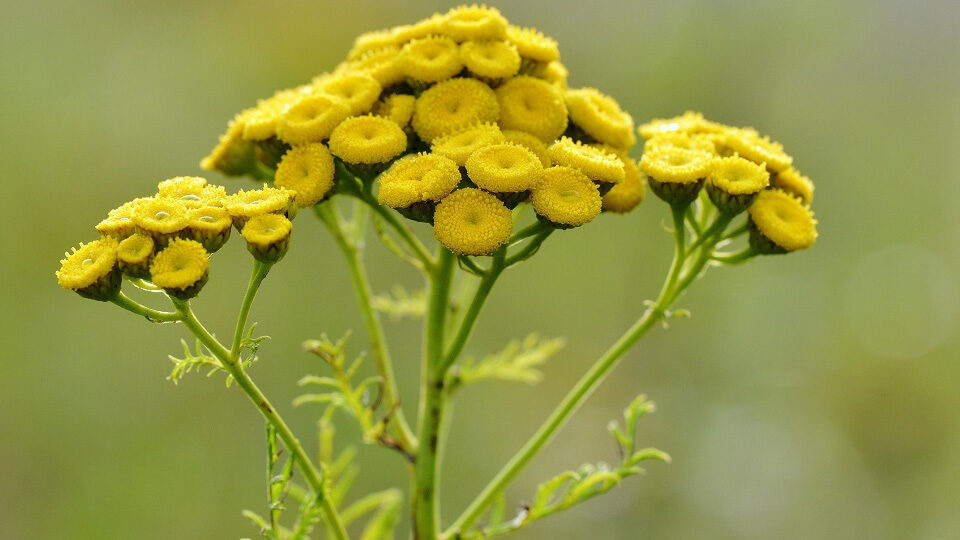 tansy
