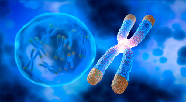 the telomere