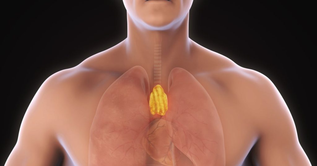 the thymus gland