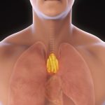 the thymus gland
